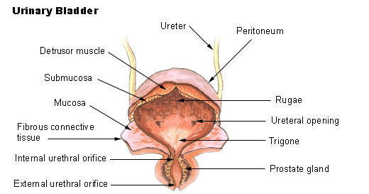 Stress Urinary Incontinence, voiding dysfunction