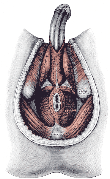 Chronic NonBacterial Prostatitis