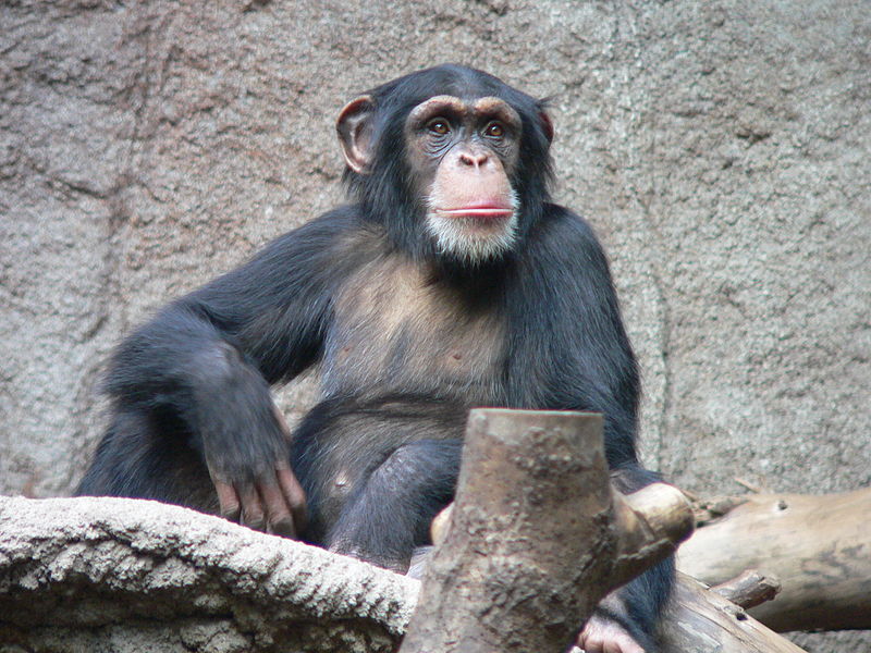 HIV, Chimpanzee Image