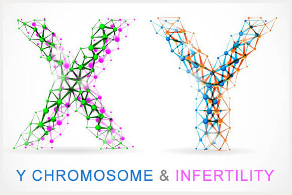 Y Chromosome | Male Infertility | Male Reproduction