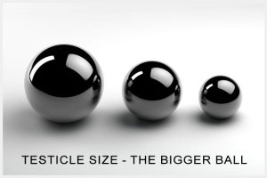 Testicle Size Image