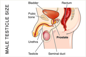 Male Testicle Size Image