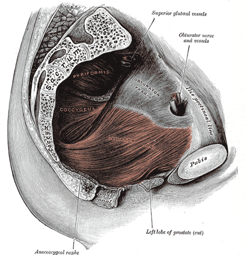 Coccygeus muscle Image