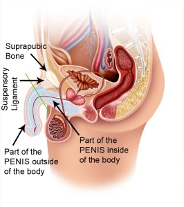 Penile image