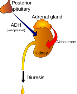 Hematuria image