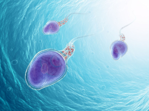 Male Infertility Sperm Count Info.