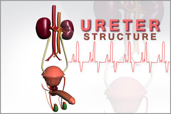 Ureter Structure