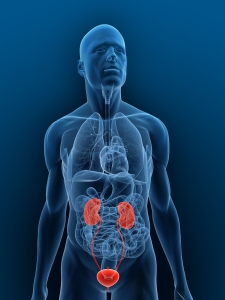 Ureter Structure Image