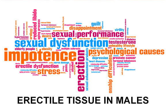What Is Erectile Tissue in Males and How Does it Work?