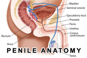 Penile Anatomy Image