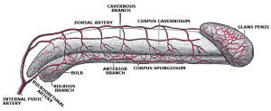 Penis Anatomy Image