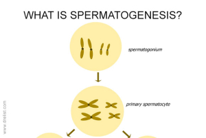 Spermatogenesis Image