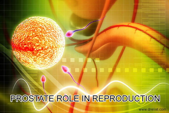 Prostate Role in Reproduction