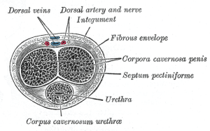 Penile Tissue Image