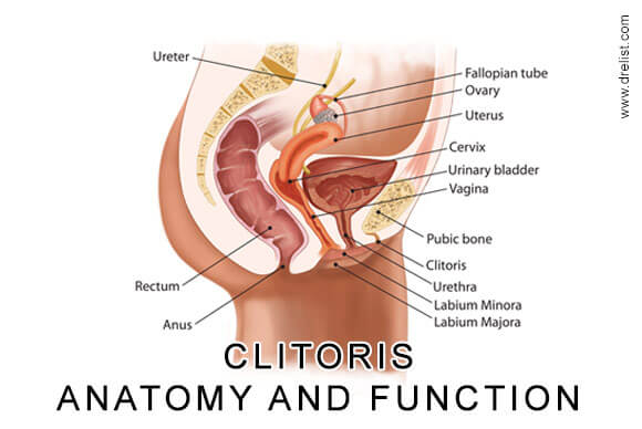 Clitoris | Anatomy and Function