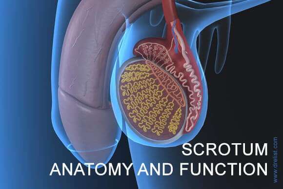 Scrotum Function and Anatomy