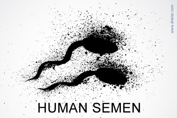 Composition of Human Semen