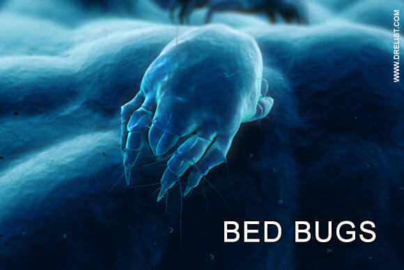 What Should We Know About Bed Bugs?