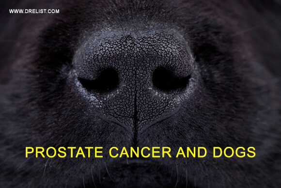 Prostate Cancer And Dogs