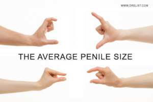 The Average Penile Size Image
