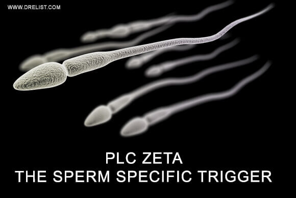 PLC Zeta – The Sperm Specific Trigger